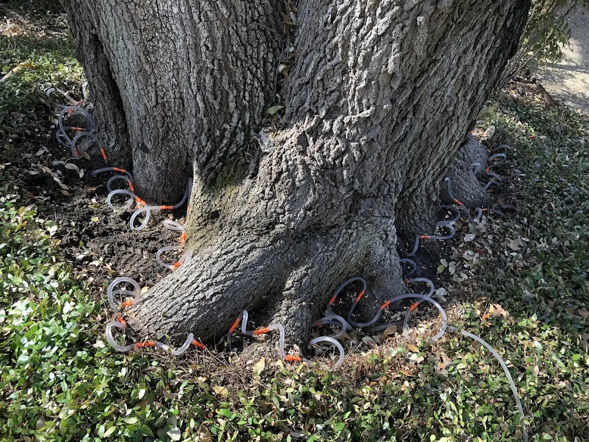 Detailed Tree Cabling and Bracing job site in Parmele